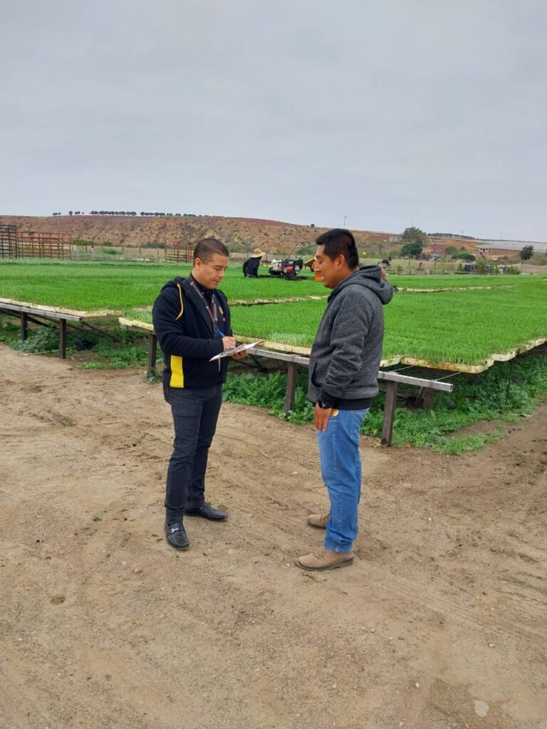 Realizan operativo de inspección Estado y Federación en empresas agrícolas: STPS BC