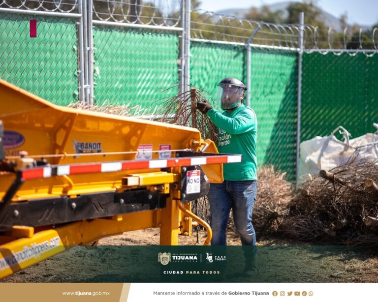 Encabeza Montserrat Caballero programa de trituración de árboles navideños