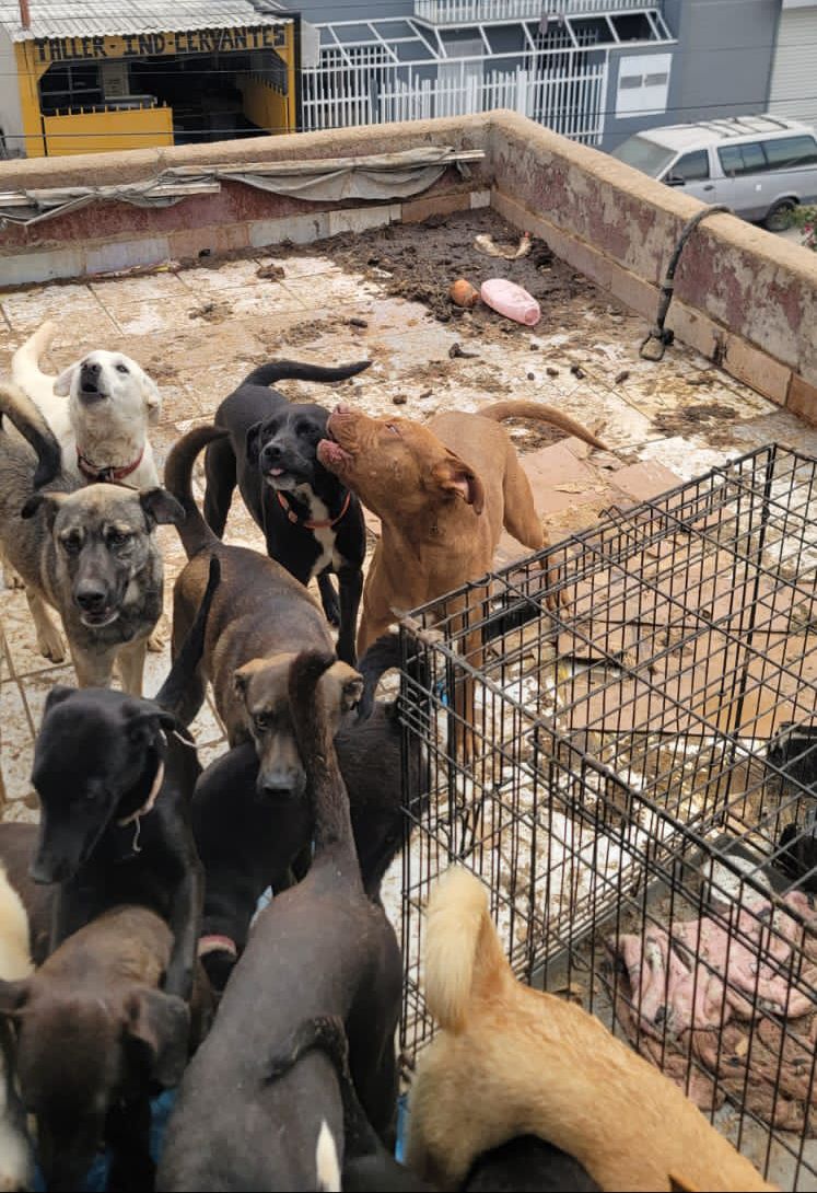 Resguarda Ayuntamiento a más de 70 perros que estaban en condiciones de hacinamiento