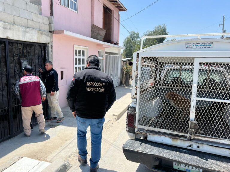 Rescata Ayuntamiento docena de perros en condiciones precarias