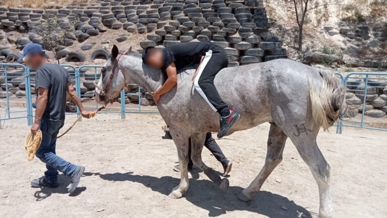 Reactiva alcaldesa la equinoterapia para apoyar procesos de rehabilitación