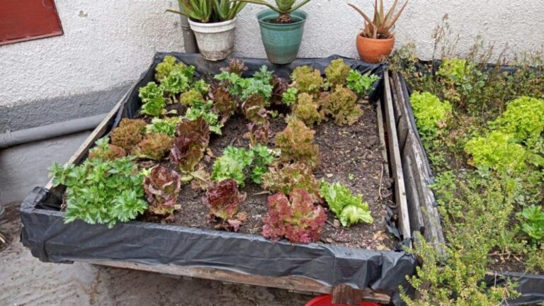 Promueve diputada Evelyn Sánchez la soberanía alimentaria