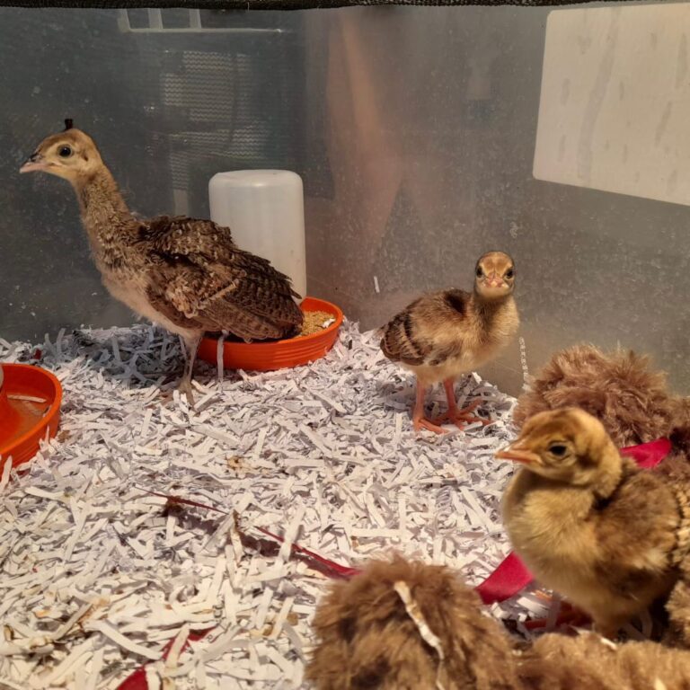 Nacen pavorreales en incubadora de parque Morelos